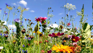 Biodiversité